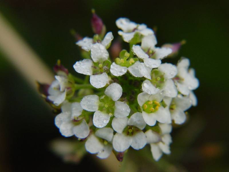 Lobularia maritima / Filigrana comune